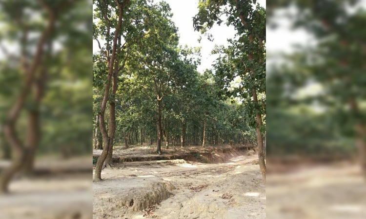 বরেন্দ্র অঞ্চলকে সবুজ ও টেকসই করে গড়ে তোলার নানা প্রচেষ্টা চলছে