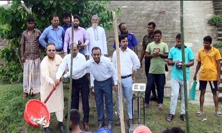 হবিগঞ্জে হাওরে দেশী পোনা মাছ অবমুক্তকরণ 