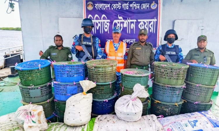 সুন্দরবনে কোস্টগার্ডের অভিযানে কাঁকড়া জব্দ