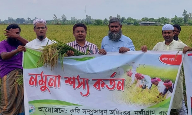 বগুড়ায় আউশ ধানের নমুনা শস্য কর্তন উদ্বোধন 