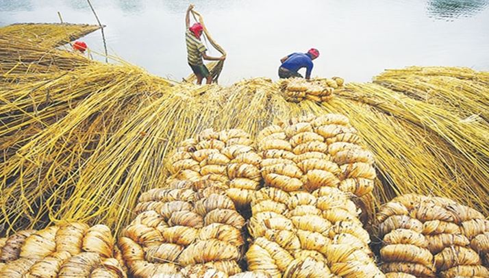 বাংলাদেশের কাঁচা পাট ১২টি দেশে রপ্তানি হচ্ছে 