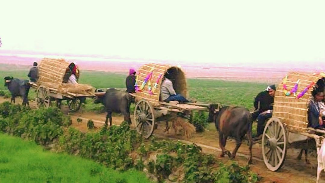 গ্রামের ধীরগতির মহিষের গাড়ি আজ কেবলই স্মৃতি