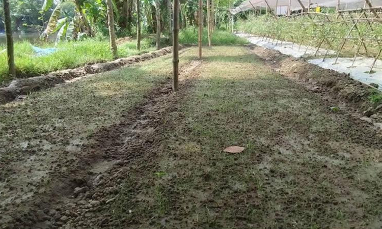 গ্রীষ্মকালীন পেঁয়াজের বীজতলায় স্বপ্ন বুনছেন কৃষকরা
