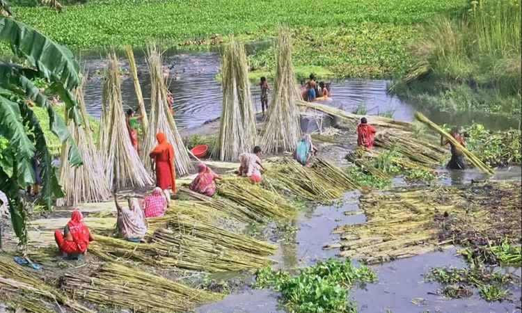 ব্রাহ্মণবাড়িয়ায় পাটের বাম্পার ফলন, ভালো দাম পাওয়ার আশা চাষীদের 