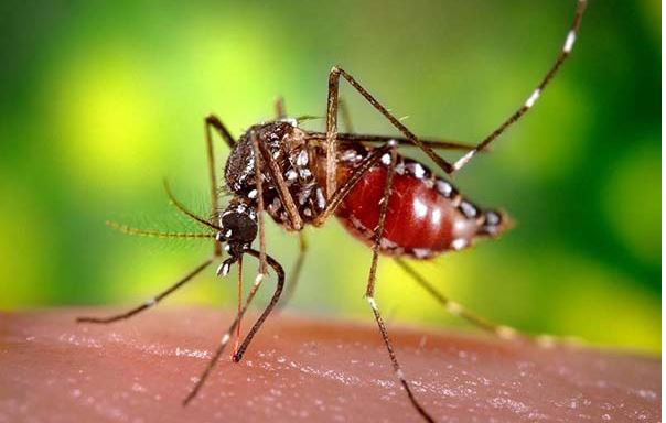 ডেঙ্গুতে আজ ১৬৫ জন আক্রান্ত