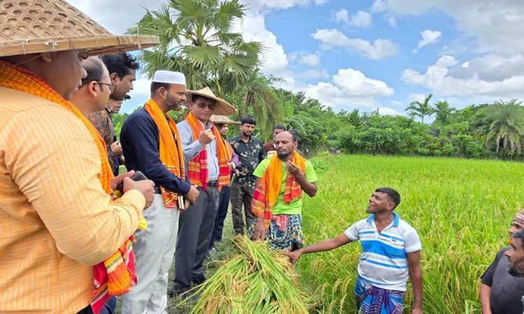 আগাম বৃষ্টিতে বাগেরহাটে আউশের ব্যাপক ফলন