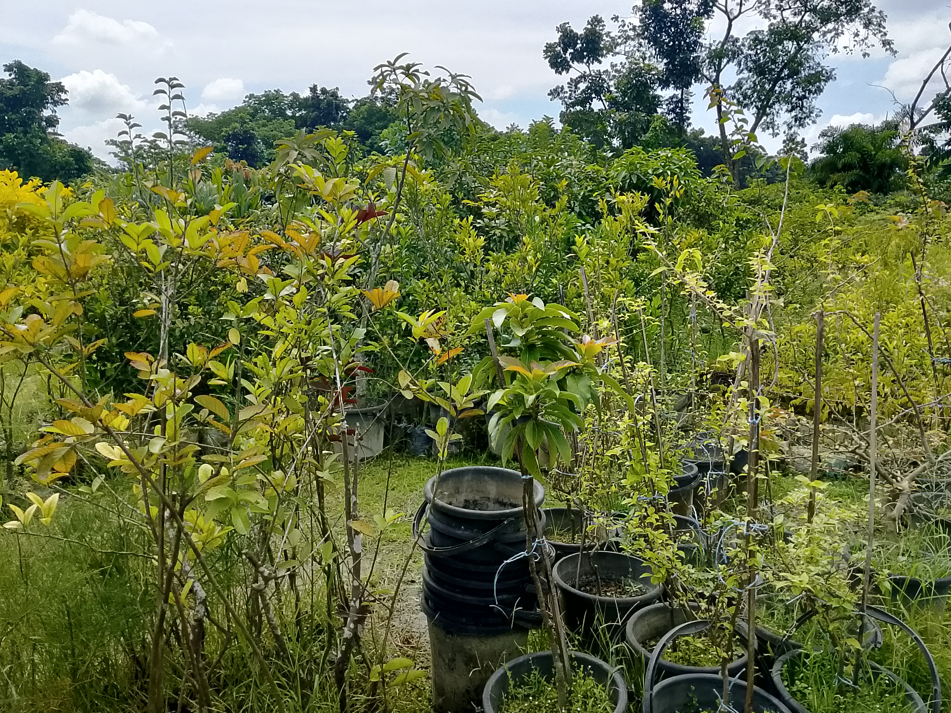 নেত্রকোনায় নার্সারি করে লাভবান উদ্যোক্তারা
