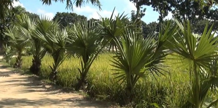 বজ্রপাতে প্রাণহানি রোধে দিনাজপুরে তাল গাছ রোপণ কর্মসূচি