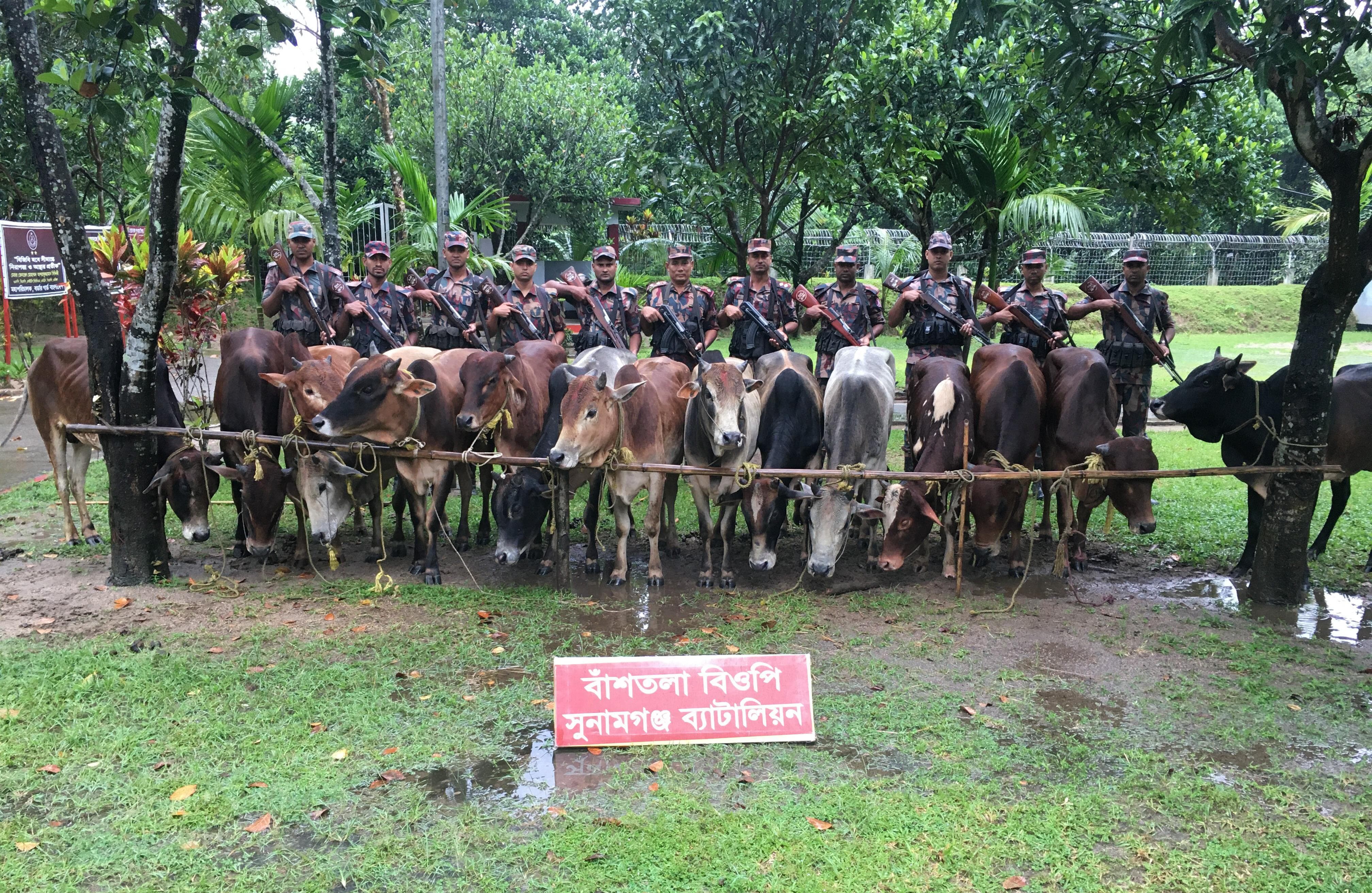 সুনামগঞ্জে ভারতীয় গরু আটক