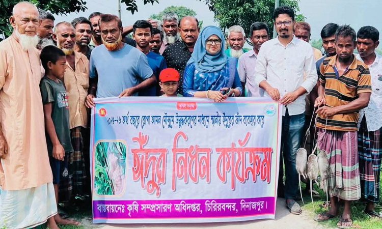 দিনাজপুরে কৃষকদের ইঁদুর নিধন বিষয়ক প্রশিক্ষণ