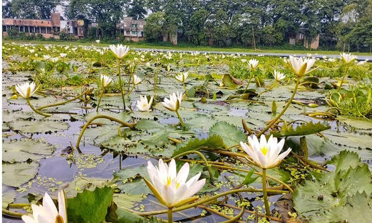 প্রকৃতির বিরূপ প্রভাবে টাঙ্গাইলে বিলুপ্তির পথে শাপলা-শালুক 