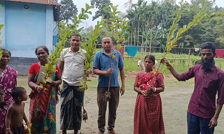 ইউপি সদস্য হতে বাড়ি বাড়ি গাছ বিলান রফিকুল