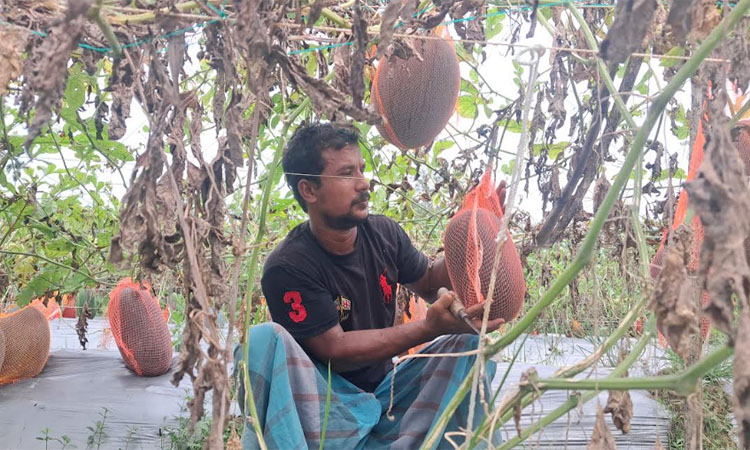 কিশোরগঞ্জে ব্ল্যাক কুইন তরমুজ চাষে তরুণ কৃষকের সাফল্য