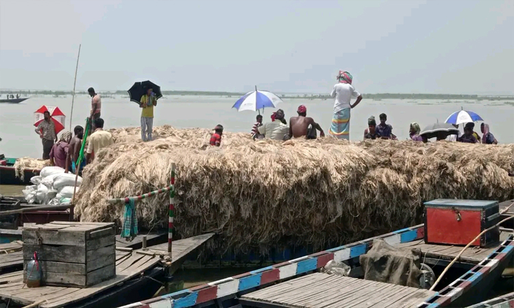 সিরাজগঞ্জের কাজিপুরে নৌকায়  বসে পাটের হাট