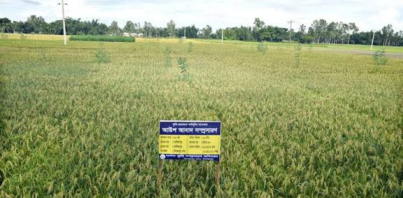 দিনাজপুরে আউশ ধান চাষে এবার অধিক ফলন, খুশি কৃষক