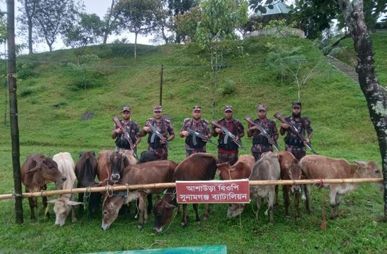 সুনামগঞ্জে ভারতীয় ১২টি গরু আটক