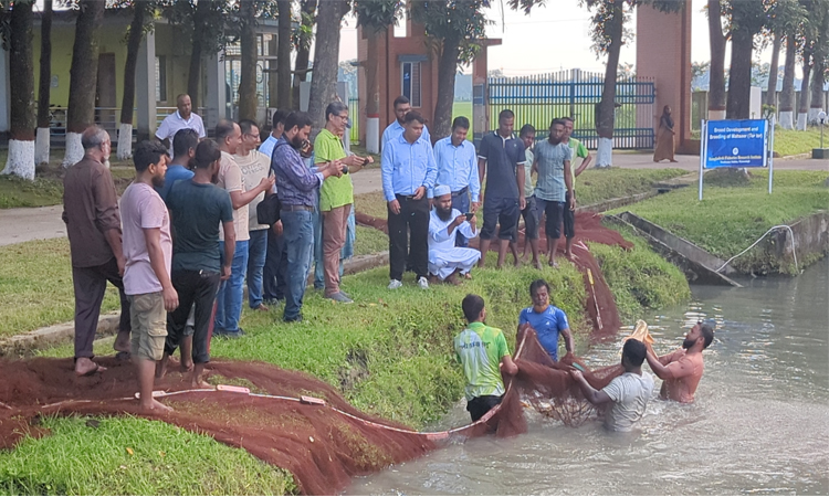 বাকৃবিতে বিএফআরআই-এর গবেষণা কার্যক্রম পরিদর্শন মৎস্য সচিবের