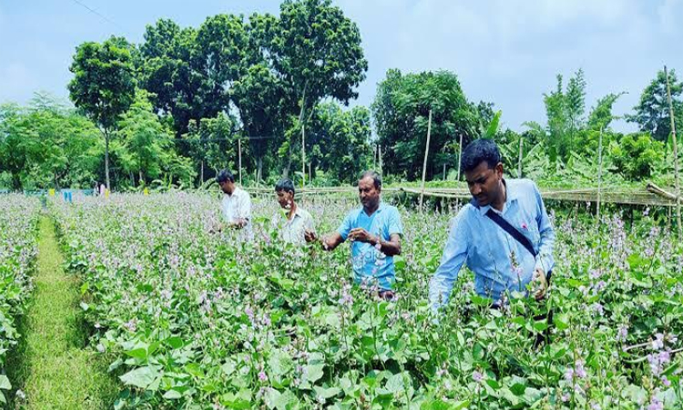 দিনাজপুরে আগাম শিমে লাভবান কৃষকেরা