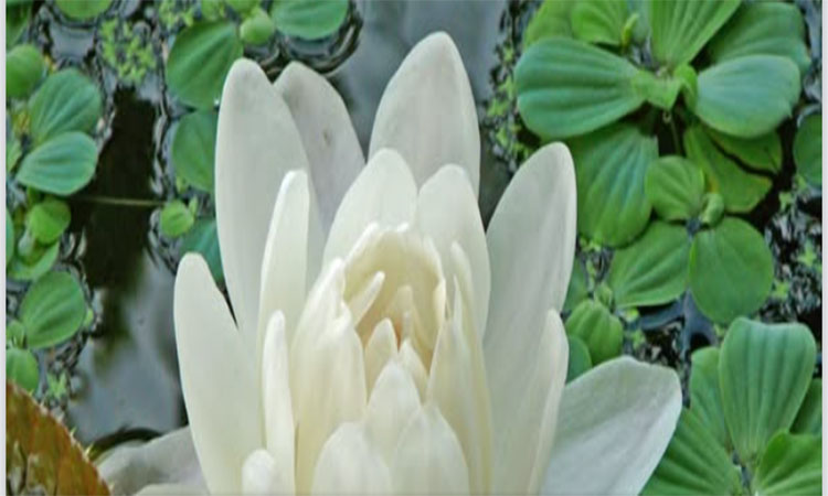রাজধানীতে বিরল অ্যামাজন ওয়াটার লিলির অপরূপ সৌন্দর্য