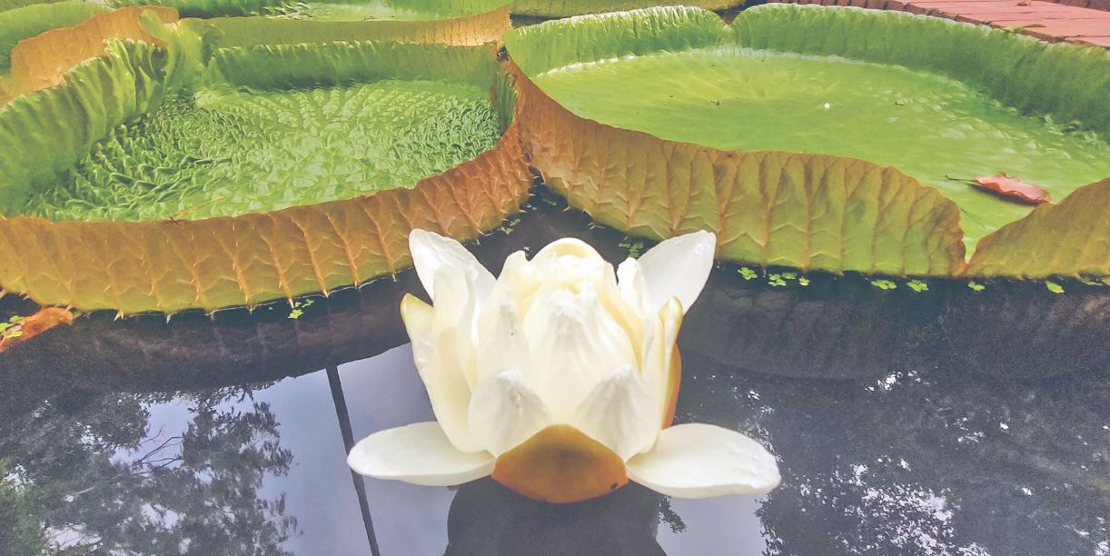 রাজধানীতে বিরল অ্যামাজন ওয়াটার লিলির অপরূপ সৌন্দর্য
