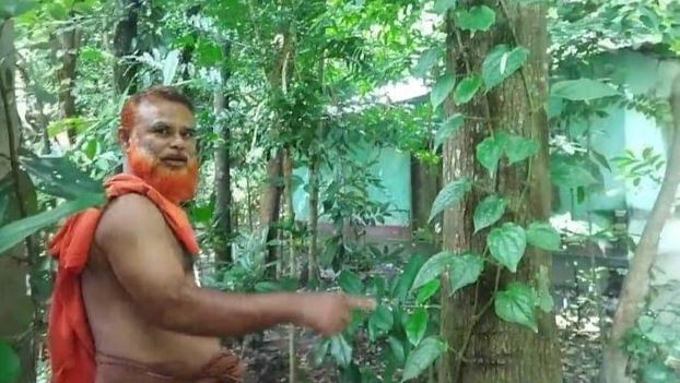মেহগনি বাগানে চুইঝাল চাষে সফল খুলনার আবু জাফর
