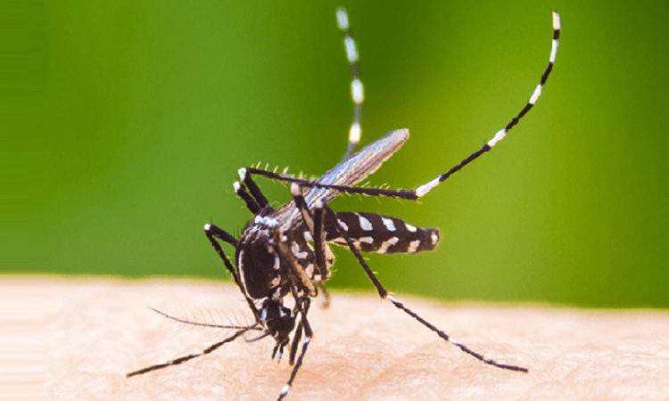 ডেঙ্গুতে আরো ২৬৩ জন হাসপাতালে ভর্তি