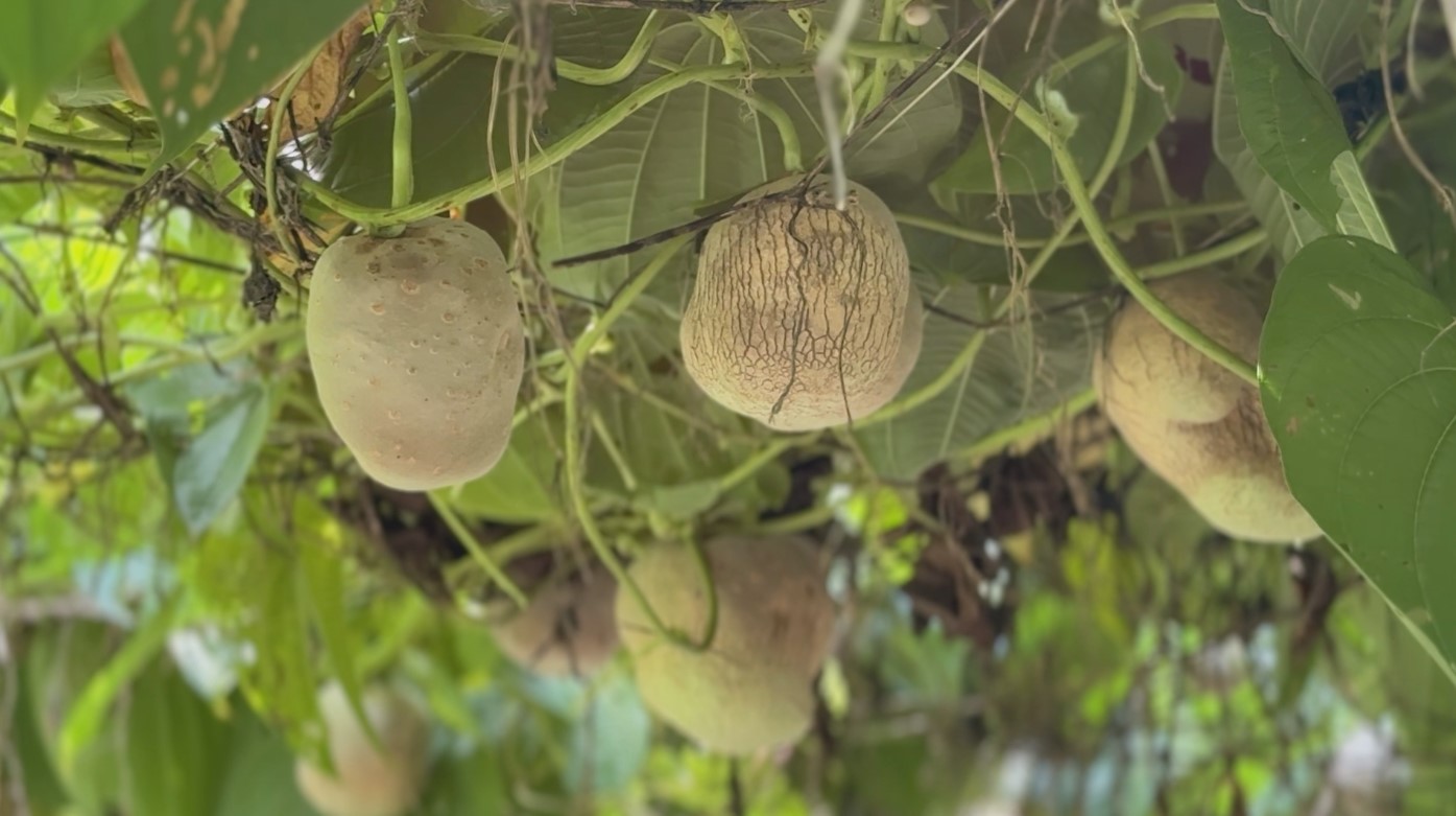 কিশোরগঞ্জে গাছ আলু সবজি বাণিজ্যিকভাবে চাষ হচ্ছে 