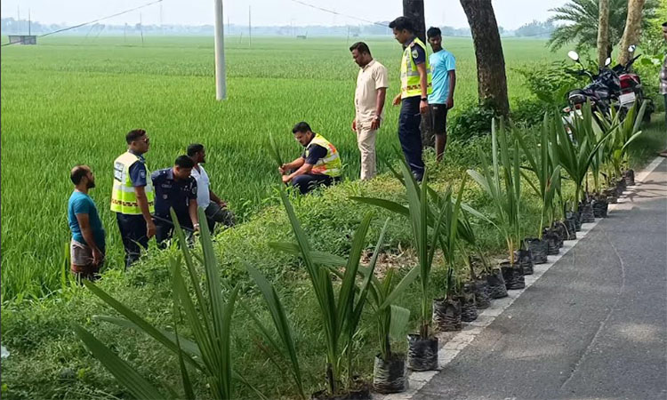 ঝিনাইদহে বজ্রপাত প্রতিরোধে তাল গাছের চারা রোপণ করল পুলিশ