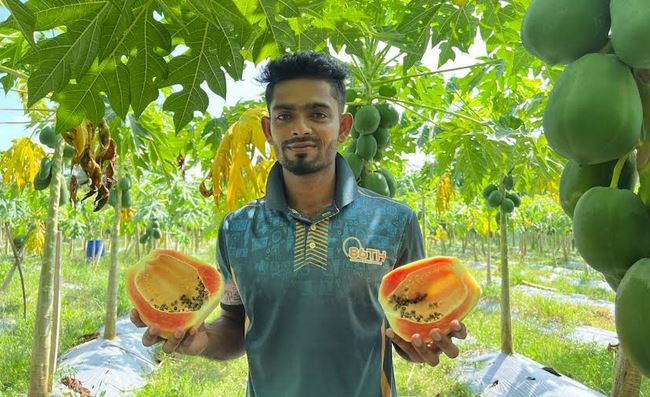 ‘রেড লেডি পেঁপে’ চাষে সফল পটুয়াখালীর তরুণ উদ্যোক্তা নাজমুল 