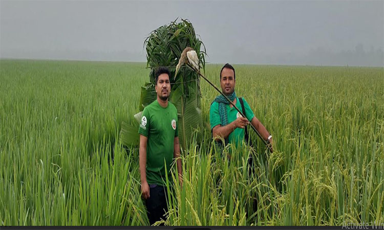 চলনবিলের আকাশে অবমুক্ত বক ও ঘুঘু