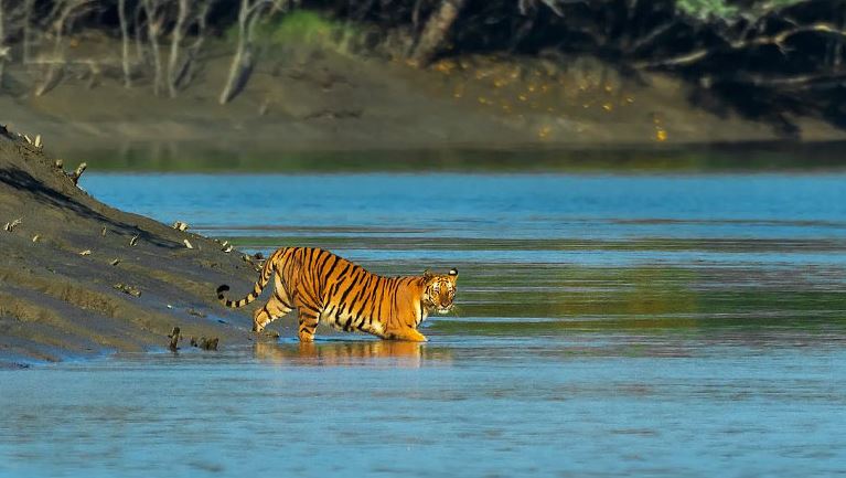সুন্দরবনে বিদেশি পর্যটক বাড়াতে মাস্টারপ্ল্যান প্রণয়ন