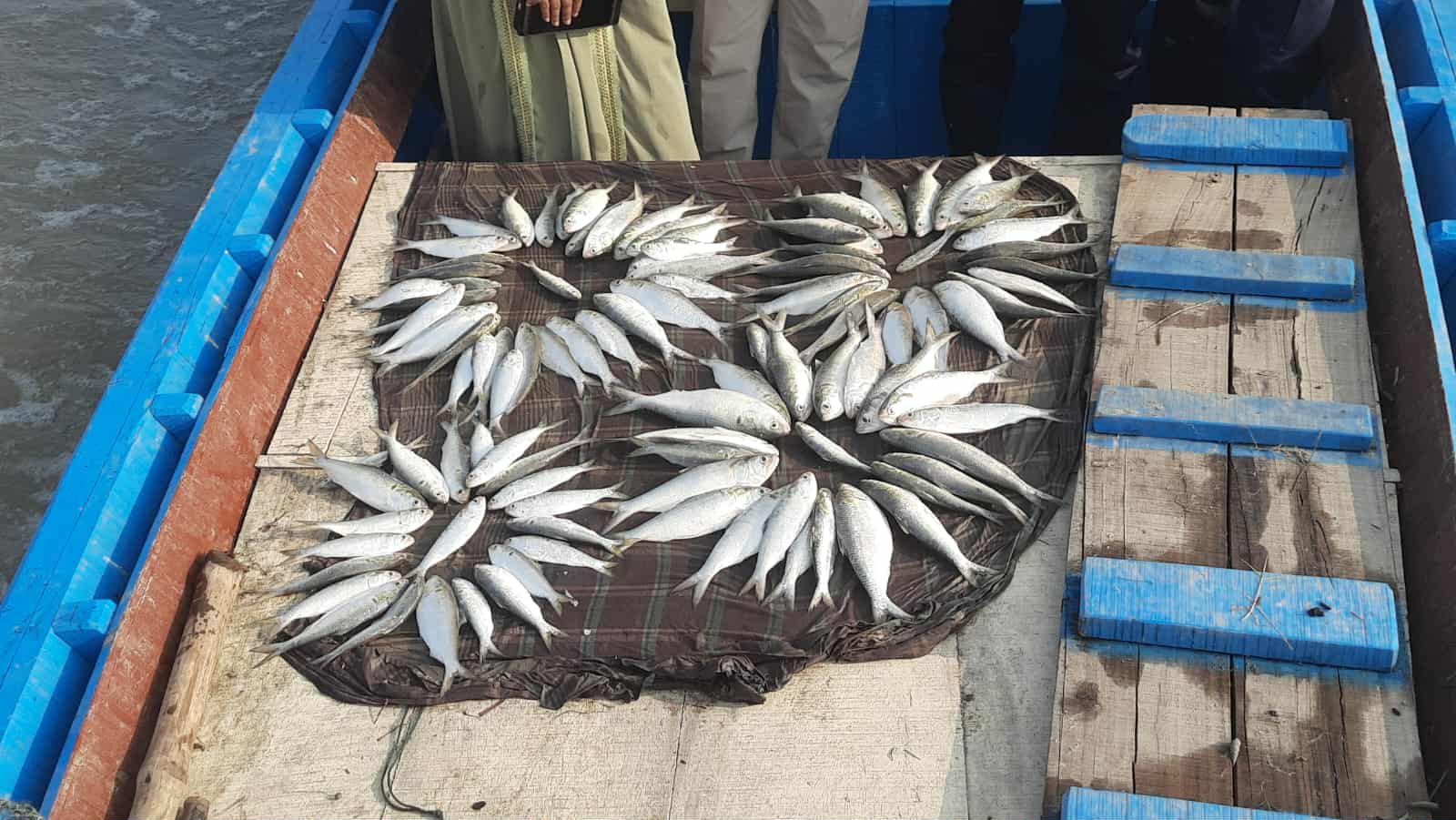 মা ইলিশ সংরক্ষণে কঠোর অভিযান বগুড়ায়