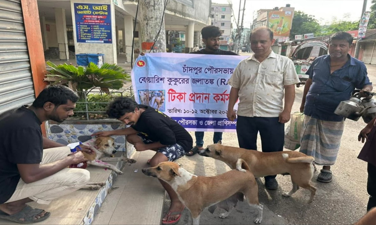 চাঁদপুর পৌরসভায় পথকুকুরকে জলাতঙ্ক টিকা প্রদান কর্মসূচি