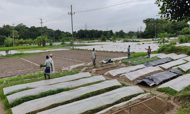 কুমিল্লায় সবজির চারা উৎপাদনে সাড়া জাগিয়েছে সমেষপুর