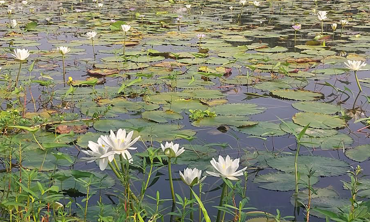 নাটোরে দৃষ্টিনন্দন শাপলায় মুগ্ধ দর্শনার্থীরা