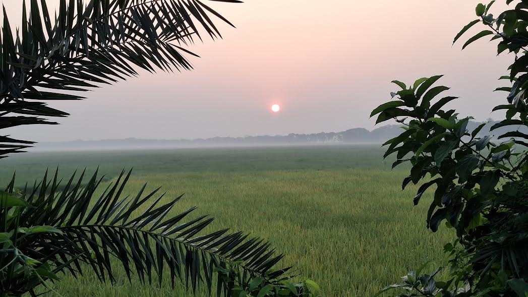 হেমন্তে ঝিনাইদহের প্রাণ প্রকৃতিতে নান্দনিক সাড়া