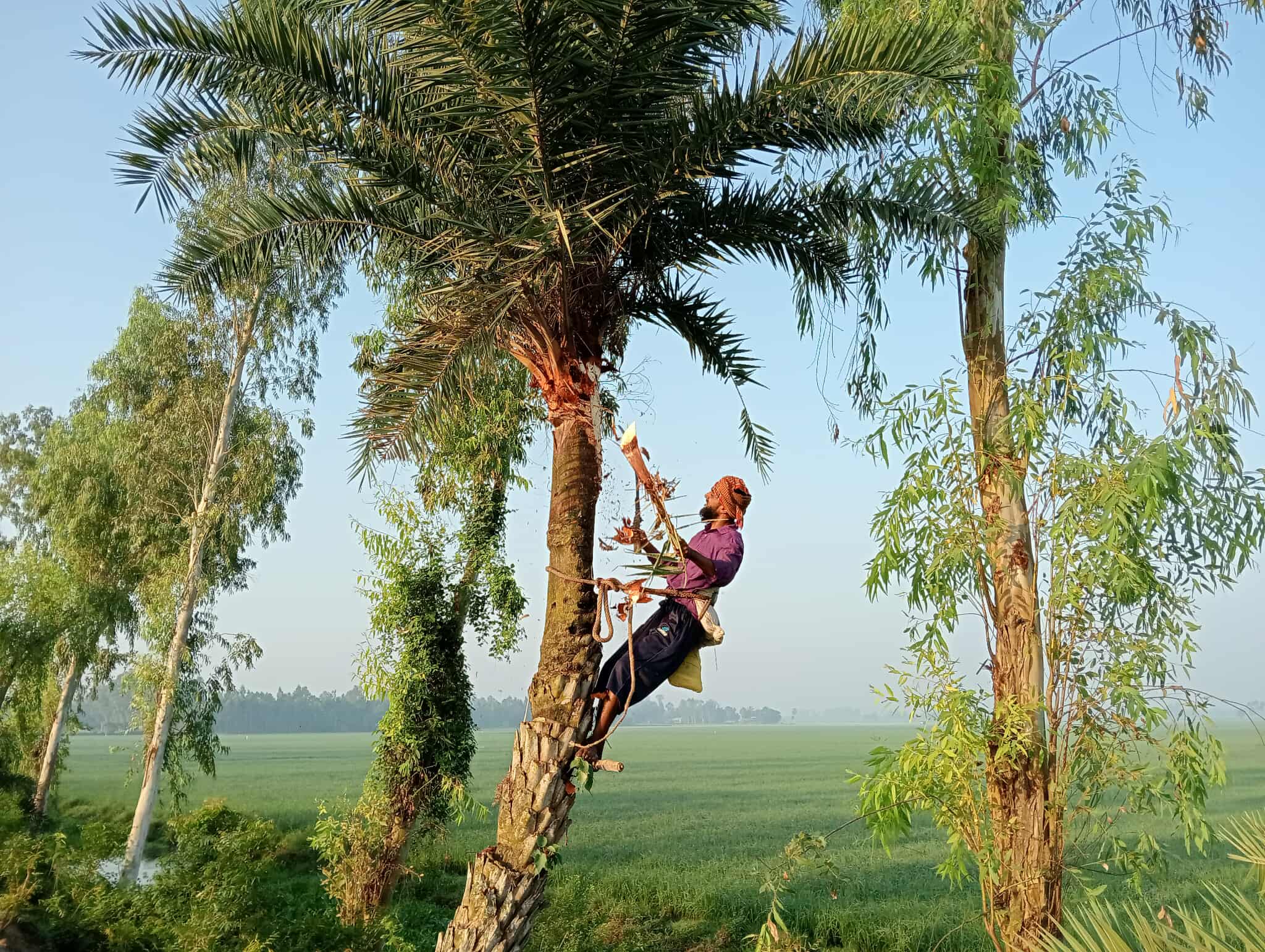তাড়াশে খেজুর রস সংগ্রহে প্রস্তুতি নিচ্ছেন গাছিরা