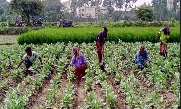 রংপুর অঞ্চলে ১১ লাখ টনের বেশি শীতকালীন সবজি উৎপাদনের লক্ষ্যমাত্রা