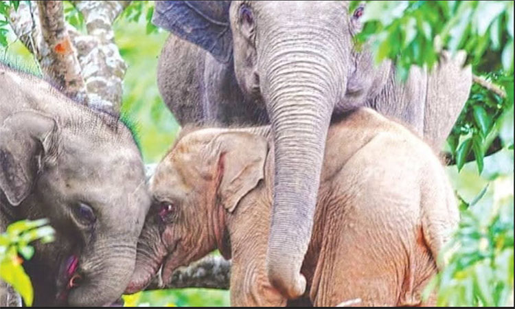 রাঙামাটিতে বিরল প্রজাতির গোলাপি হাতির মৃত্যু, পাহারায় মা হাতি 