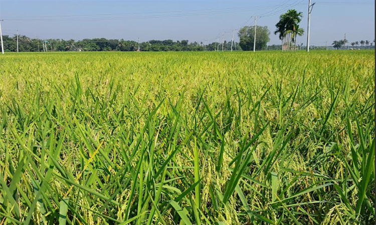 নাটোরে আমনের আবাদ লক্ষ্যমাত্রা ছাড়িয়েছে