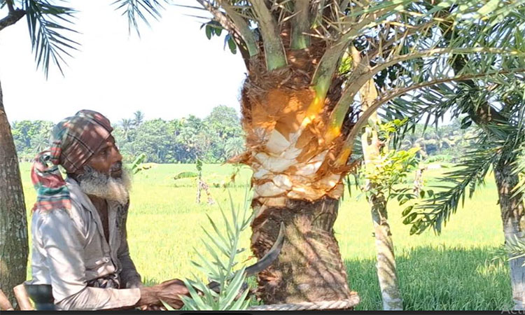 ঝিনাইদহে রস সংগ্রহে খেজুর গাছের পরিচর্যায় ব্যস্ত গাছিরা