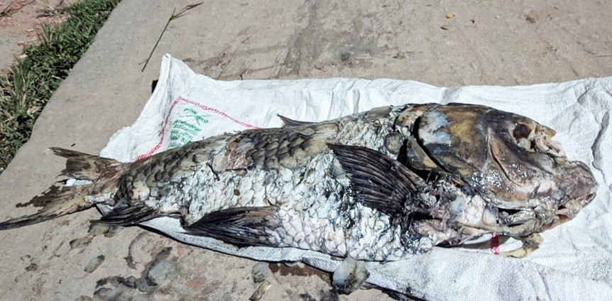 হালদা নদী থেকে ২০ কেজি ওজনের মৃত কাতলা মাছ উদ্ধার