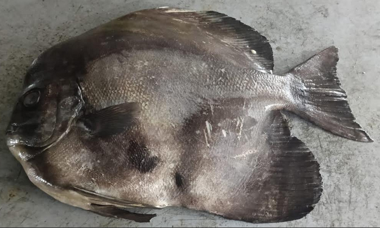 কুয়াকাটার বাজারে বিরল ‘কিং চাঁদা’ মাছ