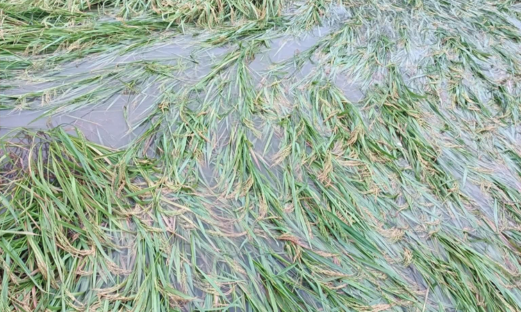 রাজশাহীতে অসময়ের বৃষ্টিতে পানির নিচে আমন, দুশ্চিন্তায় কৃষক