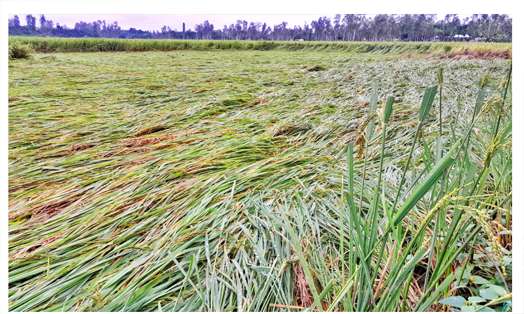 লালমনিরহাটে টানা বৃষ্টিতে নুয়ে পড়েছে ধান, সবজি ক্ষেতে পানি