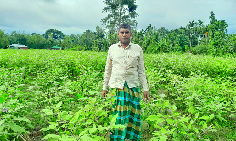 লালমনিরহাটে শীতের আগমনী বার্তায় সরগরম সবজি ক্ষেত