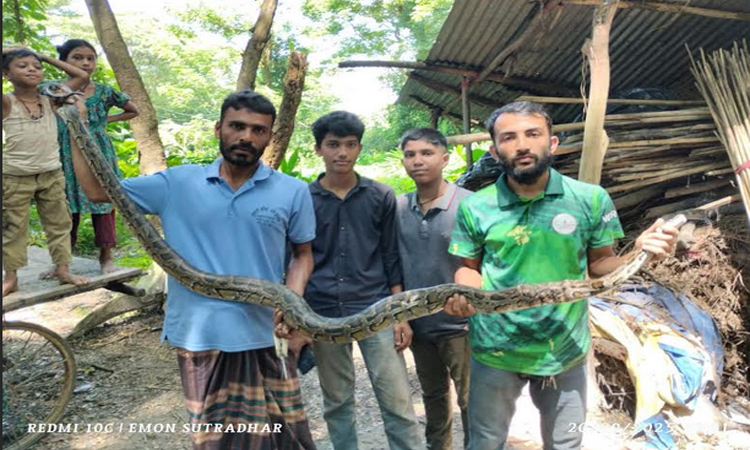চট্টগ্রামের বোয়ালখালীতে জালে আটকে পড়া অজগর সাপ উদ্ধার