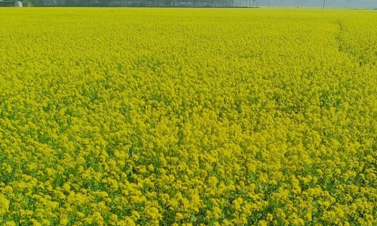 খুলনায় রবি মৌসুমে ফসল উৎপাদনের লক্ষ্যমাত্রা সাড়ে ৯ লাখ টন