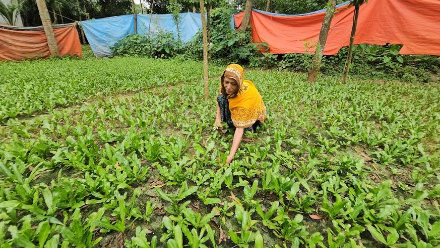 বিলাতি ধনিয়ার চাষ বদলে দিচ্ছে নরসিংদীর তিন উপজেলার কৃষি অর্থনীতি