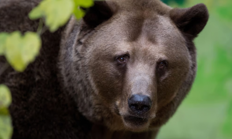 স্লোভাকিয়ায় ভালুক নিধনের বিরুদ্ধে ইইউ’তে অভিযোগ দিয়েছে গ্রিনপিস